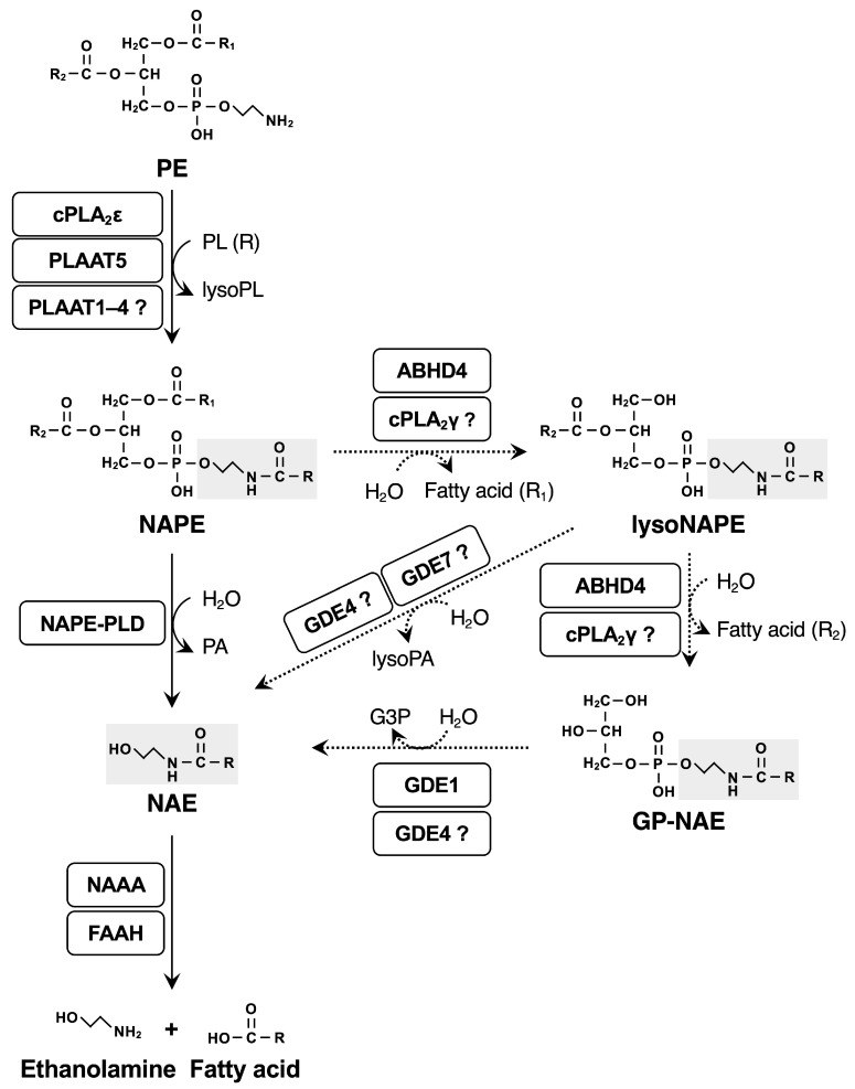 The biosynthetic pathway of NAPE and NAE. NAPE is biosynthesized from PE by cPLA2ε or PLAATs and metabolized to NAE directly by NAPE-PLD (a solid arrow) or through alternative pathways (dotted arrows). Closed shades indicate an NAE moiety. The enzymes with a question mark indicate that their enzymatic activities have been detected only in vitro, and their in vivo relevance has not yet been confirmed. G3P, glycerol 3-phosphate; PL, phospholipid; NAAA, N-acylethanolamine-hydrolyzing acid amidase; FAAH, fatty acid amid hydrolase.