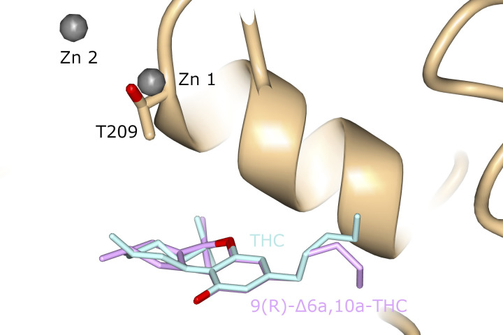 Superposition of the cannabinoids from ATX-THC and ATX-6a10aTHC.THC and 6a10aTHC are colored turquoise and purple, respectively.