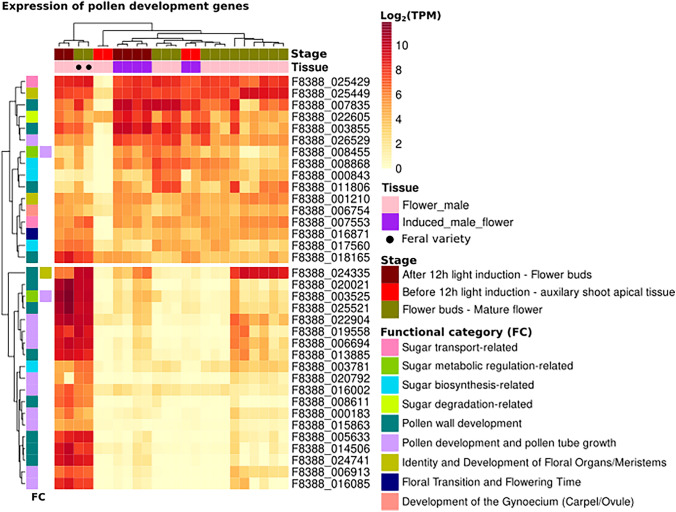 Expression patterns of genes associated with pollen development, classified into functional categories (FCs). Only genes showing preferential expression in male flowers (MF) and/or induced male flowers (IMF) relative to other tissues in the Cannabis Expression Atlas (CannAtlas) are shown (see Supplementary Figure 18 for expression profiles across all CannAtlas tissues). “Stage” refers to the developmental stage of the samples as reported in the SRA database