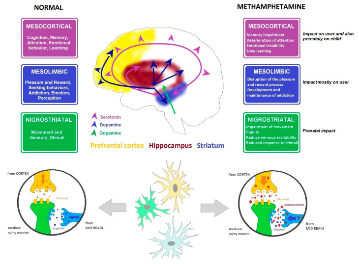Dopamine and serotonin pathways. Cross-section through the brain showing dopamine and serotonin pathways and their main functions, including affection, mood, memory, sleep, pleasure, reward, and compulsive behavior, and the influence of MA.