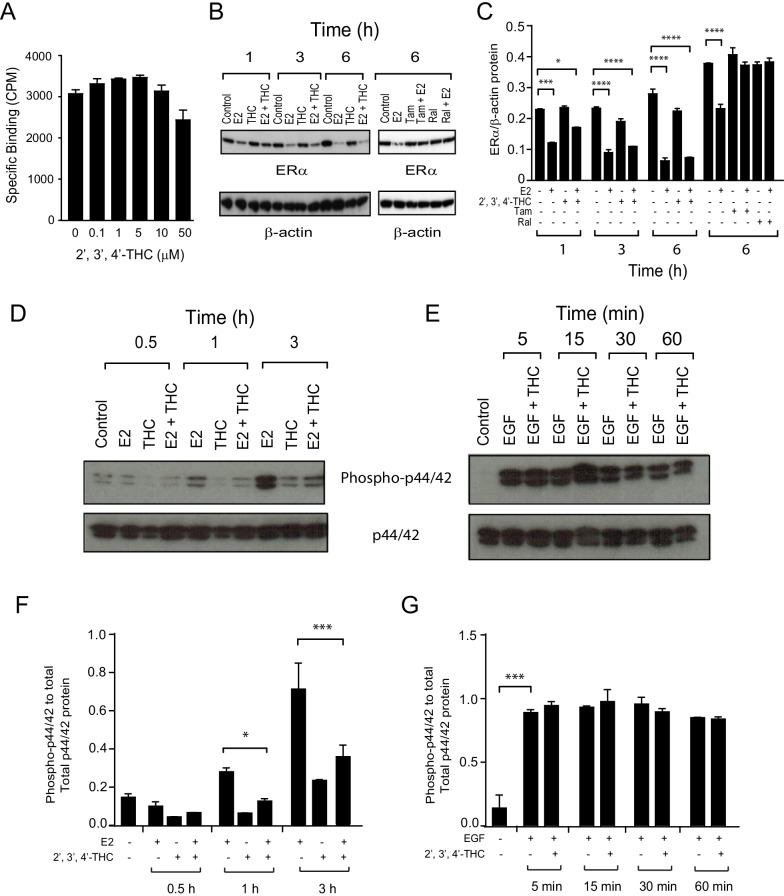 Effects of 2′,3′,4′-THC on ERα degradation and MAPK activity. A 2′,3′,4′-THC does not compete for [3H]-E2 binding in MCF-7 breast cancer cells. Competitive binding of 2′,3′,4′-THC in the cells treated with 5 nM [3H]-E2 and increasing doses of 2′,3′,4′-THC for 1 h at 37 °C. Specific [3H]-E2 binding was measured with a scintillation counter and calculated by subtracting non-specific binding from total binding. The error bars are mean ± SE. B, C 2′,3′,4′-THC does not alter ERα degradation, whereas SERMs prevent ERα degradation in MCF-7 cells. B Western blot of MCF-7 cells treated with 10 nM E2 in the absence and presence of 5 μM 2′,3′,4′-THC, 10 μM tamoxifen (Tam), or 1 μM raloxifene (Ral) for the indicated time and then ERα and β-actin protein levels were determined. C Quantification of ERα and β-actin protein levels. The error bars are means ± SE. The differences among various treatments were analyzed with one-way ANOVA. The asterisk over the bars indicates the significant difference between E2 alone and E2 in combination with 2′,3′,4′-THC, Tam, or Ral at various times. D 2′,3′,4′-THC inhibits E2 activation of MAPK. Active phospho-p44/42 MAPK (top panel) and inactive p44/42 MAPK (bottom panel) were measured by western blotting after the cells were treated with 10 nM E2, 5 μM 2′,3′,4′-THC alone or in combination for various times. E 2′,3′,4′-THC does not alter EGF activation of MAPK. Active phospho-p44/42 MAPK (top panel) and inactive p44/42 MAPK (bottom panel) were measured by western blotting after the cells were treated with 100 ng/ml EGF alone or in combination with 2′,3′,4′-THC for various times. F Quantification of phospho-p44/42 and p44/42 protein levels in E2-treated cells. The asterisk over the bars indicates the significant difference between E2 alone and E2 in combination with 2′,3′,4′-THC. G Quantification of phospho-p44/42 and p44/42 protein levels in EGF-treated cells. Quantification of protein levels of western blots was done by ImageJ. The asterisks indicate a significant difference between the control and EGF-treated cells