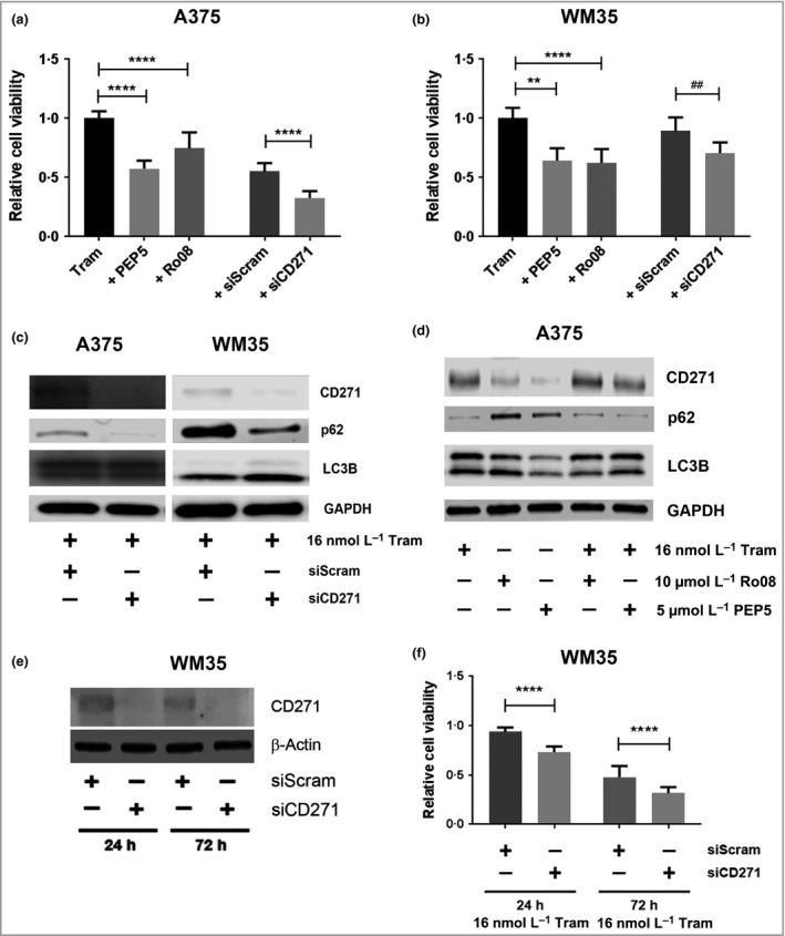 CD271 inhibition increases trametinib‐induced loss of melanoma cell viability in vitro. (a, b) Relative viability of A375 and WM35 melanoma cells following treatment with 16 nmol L−1 trametinib (Tram) for 9 days and then for a further 72 h in the presence or absence of 5 μmol L−1 TAT‐PEP5 (PEP5) or 10 mmol L−1 Ro08‐2750 (Ro08) CD271 inhibitors, or following transfection of scrambled nontarget (siScram) or CD271 (siCD271) small interfering RNA (siRNA) [n = 18 replicates from three independent experiments; mean ± 95% confidence interval (CI), one‐way anova with Tukey's post‐hoc correction for CD271 inhibitors (**P = 0·001, ****P < 0·001), or unpaired t‐test for siRNA (## P = 0·009, ****P < 0·001)]. (c) Representative Western blot analysis for CD271 (75 KDa), p62 (65 KDa), LC3B (14/16 KDa) and glyceraldehyde 3‐phosphate dehydrogenase (GAPDH; 37 KDa) expression by A375 or WM35 cells following pretreatment with 16 nmol L−1 trametinib for 9 days, transfection with siScram or siCD271, and continued treatment with 16 nmol L−1 trametinib (Tram) for a further 72 h. (d) Representative Western blot analysis for CD271 (75 KDa), p62 (65 KDa), LC3B (14/16 KDa) and GAPDH (37 KDa) expression by A375 cells following treatment with 16 nmol L−1 trametinib (Tram) for 9 days and then for a further 72 h in the presence or absence of 5 mmol L−1 PEP5 or 10 mmol L−1 Ro08. (e) Representative Western blot analysis for CD271 (75 KDa) and β‐actin (42 KDa) expression by WM35 cells following transfection with siScram or siCD271 for 24 or 72 h. (f) Relative viability, as measured by 3‐(4,5,dimethythiazol‐2‐y)‐5‐(3‐carboxymethoxy‐phenyl)‐2‐(4‐sulfophenyl)‐2H‐tetrazolium, inner salt (MTS) metabolism, of WM35 cells following transfection with siScram or siCD271 for 24 or 72 h in the presence of 16 nmol L−1 trametinib (Tram) relative to dimethyl sulfoxide‐treated cells at either time point (n = 9 replicates from three independent experiments; mean ± 95% CI, one‐way anova with Tukey's post‐hoc correction ****P < 0·001).