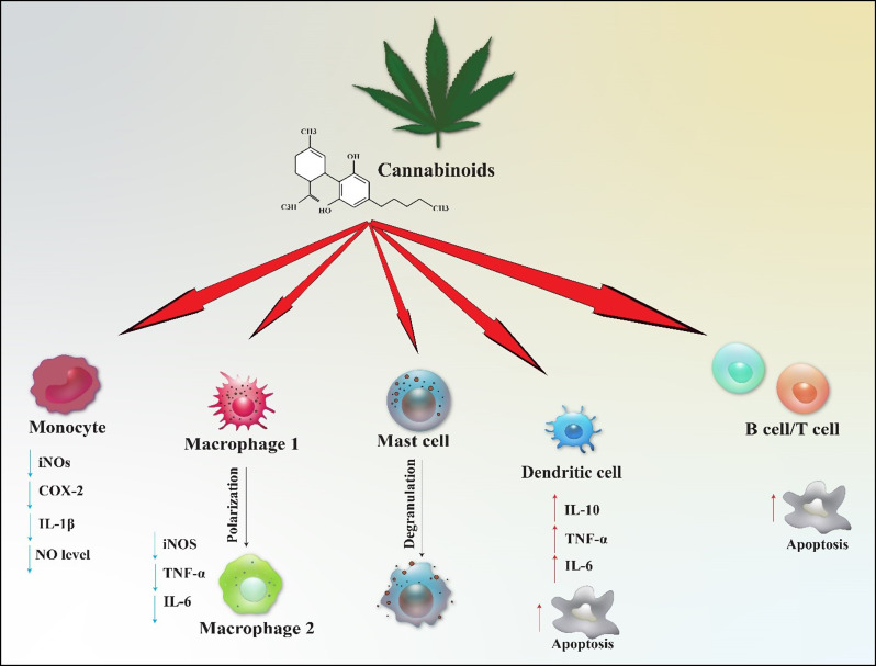 The impact of cannabinoids on immune cell function. The diverse impacts of endocannabinoids on immune cells are highlighted. In monocytes, CBD results in a reduction of IL-1β, COX-2, nitric oxide production, and iNOS activity. In macrophages, there is a noted shift from M1 to M2 polarization, accompanied by decreased levels of iNOS, IL-6, and TNF-α. Additionally, CBD enhances degranulation in mast cells. It also induces apoptosis in dendritic cells, which plays a role in immune regulation by increasing IL-10, TNF-α, and IL-6 levels. Furthermore, CBD promotes increased apoptosis in both B cells and T cells