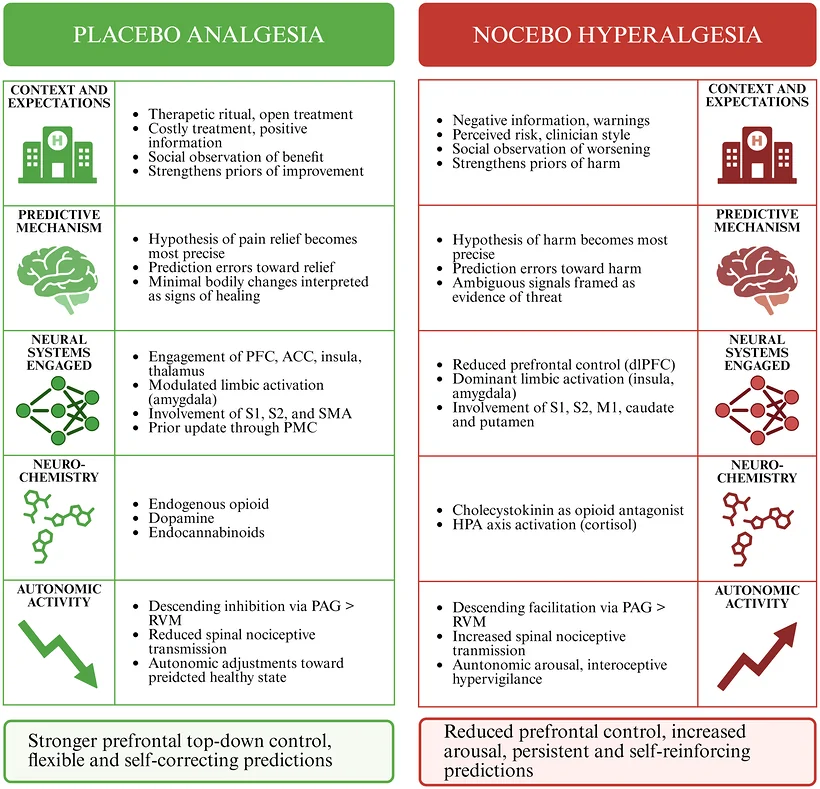 Cognitive and neurobiological determinants of placebo analgesia and nocebo hyperalgesia. Schematic representation of the cognitive and neurobiological mechanisms underlying placebo analgesia and nocebo hyperalgesia within the predictive processing framework. Contextual information, prior and expectations can shape predictions of relief or harm, influencing the relative precision assigned to incoming sensory signals. During placebo analgesia, prior expectations of relief become dominant, promoting top‐down modulation by prefrontal and cingulate regions and engagement of somatosensory, insular, thalamic and premotor networks. These processes are supported by endogenous opioids, dopamine and endocannabinoids and contribute to descending inhibition through the periaqueductal grey (PAG) and rostral ventromedial medulla (RVM), reducing nociceptive transmission. In contrast, nocebo hyperalgesia emerges when negative priors (i.e., expectations of harm or symptom worsening) become dominant, biasing perception toward threat and amplifying pain‐related processing. This state is associated with reduced prefrontal control, increased engagement of limbic and salience‐related regions, activation of the hypothalamic–pituitary–adrenal (HPA) axis and cholecystokinin‐mediated mechanisms, and descending pain facilitation via the PAG–RVM pathway, resulting in enhanced nociceptive transmission and autonomic arousal. Areas in red squares indicate relative increases in regional activity or functional engagement, while areas in green squares indicate a relative decrease in brain activity. Created using BioRender.com.