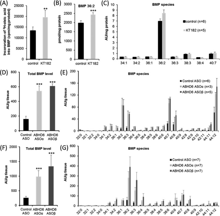 ABHD6 affects BMP catabolism. A, incorporation of 3H-labeled oleic acid into BMP of AML12 hepatocytes. Cells were cultivated for 24 h in DMEM/F-12 (1:1) containing 1% FCS. Subsequently, cells were exposed to DMEM/F-12 (1:1) containing 20% FCS and 3H-labeled oleic acid for 4 h either in the absence or presence of KT182. Inhibitor or carrier (dimethyl sulfoxide) was added 1 h before exposure to DMEM/F-12 (1:1) containing 20% FCS/[3H]oleic acid. Total lipids were extracted and separated by TLC analysis. The radioactivity co-migrating with BMP was determined by scintillation counting. B and C, effect of KT182 on BMP level and distribution in AML12 cells. Cells were cultivated under identical conditions as described in A but in the absence of 3H-labeled oleic acid. Total lipids were extracted in the presence of BMP 14:0 as internal standard and subjected to LC-MS analysis. For quantification of BMP 36:2 (B), a calibration curve was prepared. Other molecular species are shown in arbitrary units (AU)/mg of protein. D–G, liver BMP levels of male C57BL/6N mice treated with ASOs targeting ABHD6 (ASOα and ASOβ) or control ASO. Mice were maintained for 12 weeks on a normal chow diet or on a high-fat diet and injected biweekly with ASOs (25 mg/kg of body weight) as described previously (14). Subsequently, lipids were extracted from liver samples in the presence of BMP 14:0 (Avanti Polar Lipids) as internal standard and subjected to LC-MS analysis. D and E, relative total BMP levels (D) and BMP distribution (E) of mice maintained on a chow diet. F and G, relative total BMP levels (F) and BMP distribution (G) of mice maintained on a high-fat diet. The experiments shown in A–C are representative of two independent experiments performed in triplicate. Data are presented as mean ± S.D. *, p < 0.05; **, p < 0.01; ***, p < 0.001; analysis of variance).