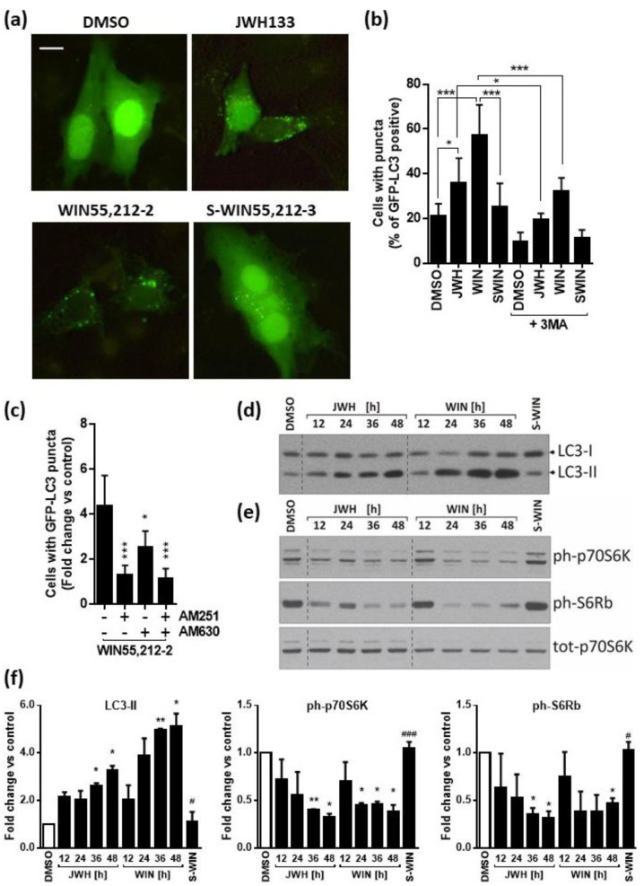 Synthetic cannabinoids induce autophagy associated with inhibition of mTOR pathway. (a) Representative microphotographs of LN18 cells transfected with GFP-LC3 and treated with DMSO (vehicle), JWH133, WIN55,212-2 or its inactive enantiomer WIN55,212-3 (SWIN), JWH133 for 24 h show the increase of LC3 punctation in cannabinoid-treated cells. Increase of GFP-LC3–positive cells with GFP-LC3 dots in cells exposed to JWH133 or WIN55,212-2 was reduced following 3-methyladenine (3MA, 2 mM for 24 h). A scale bar corresponds to 10 µm (b) and by pre-treatment with antagonists of CB1 receptor (AM251) and/or CB2 receptor (AM630) in WIN55,212-2-treated cells. Statistical significance of changes was determined using one-way ANOVA and is indicated as follows: * p < 0.05, *** p < 0.001. (c). Cells were scored for the presence of GFP-LC3 puncta (more than five dots per cell) among GFP-LC3-transfected cells. A minimum of 100 cells per sample were counted (mean ± SEM, three independent experiments). One-way ANOVA followed by Fisher post-hoc test; * p < 0.05, *** p < 0.001. (d,e) LN18 glioma cells were exposed to synthetic cannabinoids JWH133 (JWH) or WIN55,212-2 (WIN) and control treatments with DMSO or WIN-55,212-3 (S-WIN) for 12–48 h. Representative immunoblots show the effects on LC3-I and LC3-II levels (d) and on the phosphorylation level of mTORC1 downstream substrate: p70 S6 kinase and its target S6 ribosomal protein (e). (f) The graphs show the relative intensity of the bands on immunoblots (LC3-II, ph-p70S6K, ph-S6Rb) as compared to the control (DMSO-treated cells) and normalized to total p70S6K levels; based on the densitometric evaluation (the mean ± SD of at least two independent experiments). Statistical significance of changes was determined using one-way ANOVA and is indicated as follows: * p < 0.05, ** p < 0.01 (vs. DMSO) and # p < 0.05, ### p < 0.001 (SWIN vs. WIN).