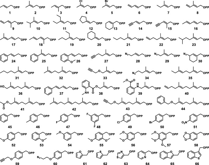 Library of alkyl-PP analogs used in this work