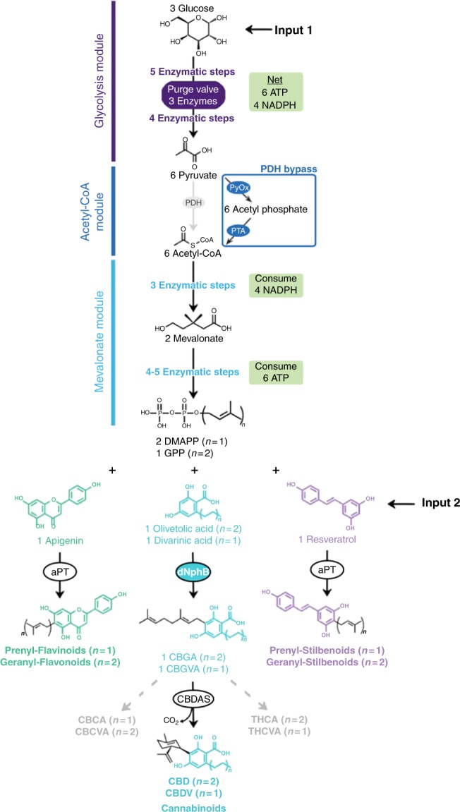 The synthetic biochemistry platform for the production of prenyl-natural products. First, glucose is broken down into pyruvate through a glycolysis pathway modified to regulate NADPH levels (22) (12 enzymatic steps). Then, either PDH or the PDH bypass converts pyruvate into acetyl-CoA. Acetyl-CoA is converted into GPP via the mevalonate pathway (eight enzymatic steps). By varying the aromatic prenyltransferase (aPT) and aromatic substrate we are able to produce various prenyl-flavonoids and prenyl-stilbenoids using the same central pathway. We developed variants of the prenyltransferase NphB (dNphB) to produce CBGA or CBGVA. CBGA is converted to cannabidiol and CBGVA is converted to cannabidivaric acid via cannabidiolic acid synthase (CBDAS). It is possible to produce other cannabinoids by using different cannabinoid synthases (THCAS and CBCAS)