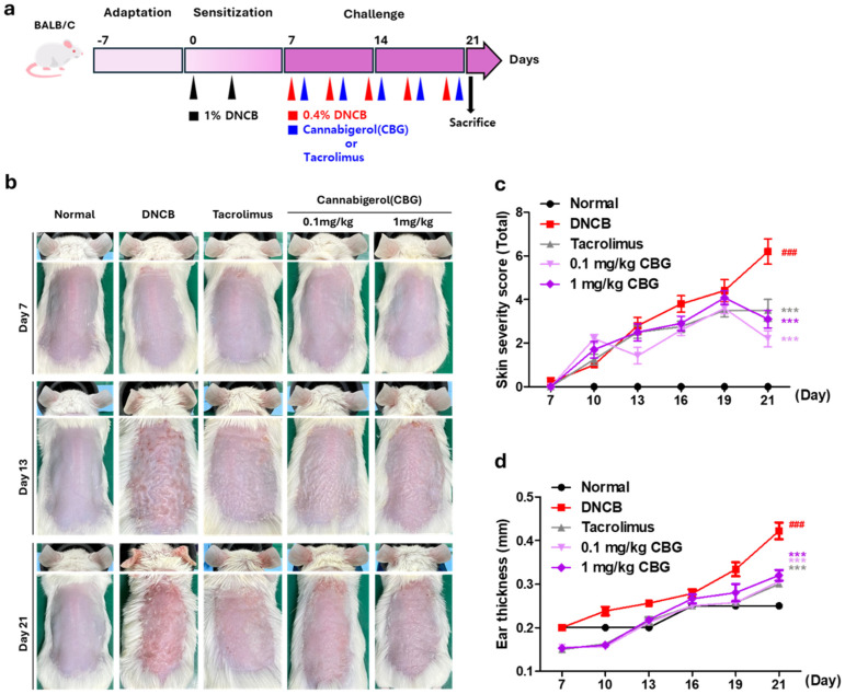 CBG alleviated AD on clinical evaluation. (a) To evaluate the efficacy of topical CBG treatment in an AD-like environment, an experimental schedule was established as shown in the accompanying figure. The treatment phases and their frequency are indicated by arrows. The experiment includes abdominal sensitization with 1% DNCB (black), maintenance of the AD environment during the challenge period with 0.4% DNCB (red), and application of vehicles, tacrolimus, and CBG (blue). (b) Clinical results at the end of a 2-week challenge in an animal model of AD. Each image shows normal skin or skin treated with vehicle (acetone: olive oil suspension), tacrolimus, 0.1 mg/kg, and 1 mg/kg CBG on days 7, 13, and 21. (c) Skin severity score, encompassing erythema/hemorrhage, scaling/dryness, and edema, is shown for Days 7–21. (d) Ear thickness assessed results on Day 7–21. Data represents the mean ± SEM (n = 5). Data compared among multiple groups were analyzed using one-way ANOVA. ### p < 0.001 compared to Normal group, *** p < 0.001 compared to DNCB group. CBG, cannabigerol; AD, atopic dermatitis; DNCB, 1-chloro-2,4-dinitrobenzene; SEM, standard error of the mean; ANOVA, analysis of variance.