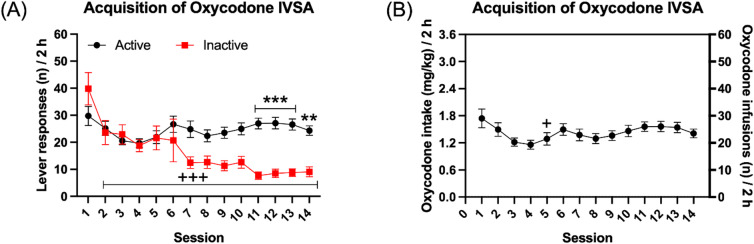Acquisition of oxycodone self-administration in male rats. The rats were trained to respond for food pellets and then given access to oxycodone. The rats self-administered oxycodone for 14 sessions and active and inactive lever presses (A) and oxycodone intake (B) are shown. Asterisks indicate a significant difference in active lever responses and inactive lever responses during the same self-administration session. Plus signs indicate fewer inactive lever responses or lower oxycodone intake compared with the first self-administration session. +, P < 0.05; **, P < 0.01; +++, ***, P < 0.001. N = 21. Data are expressed as mean ± SEM.