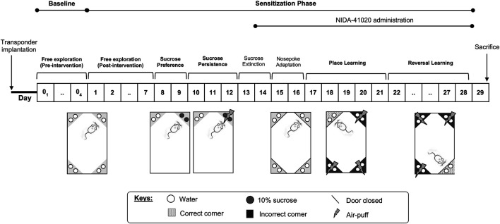 Summary of the IntelliCage experimental protocol.