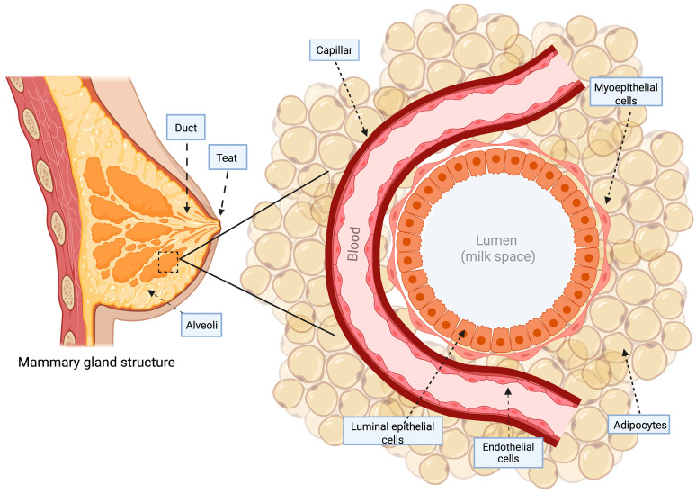 Mammary gland structure. The gland is structurally supported by the fat pad, with a network of capillaries. Alveoli are encased by myoepithelial cells, whose contraction facilitates milk ejection through ducts lined by luminal epithelial cells, responsible for milk secretion into the lumen. Created in BioRender. Gabriela Arenas. (2026). https://app.biorender.com/illustrations/660ed3c278d564b8620dd2eb (accessed on 20 November 2025).