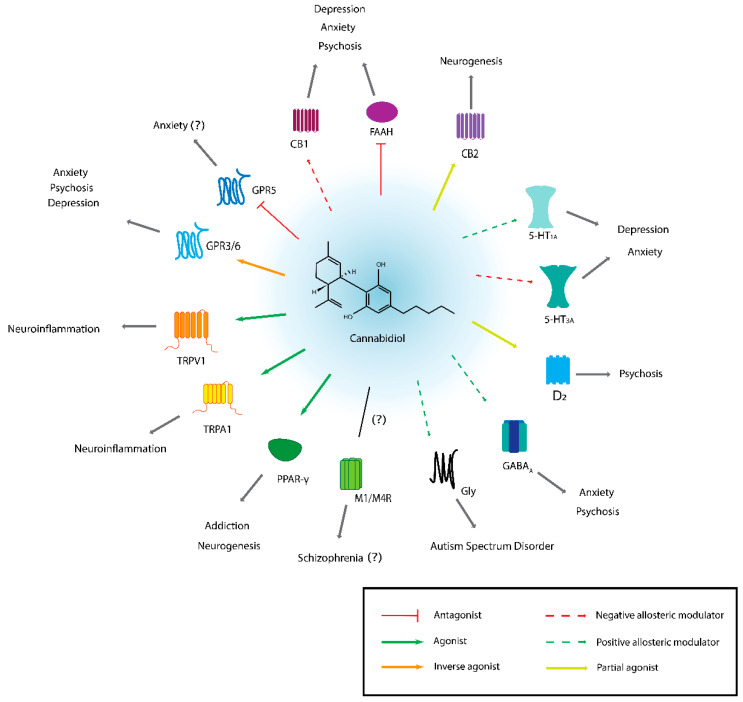 Summary of molecular targets of CBD relevant to psychiatry. For each molecular target, the activity of CBD is indicated by either solid or dotted coloured lines (with the except of the muscarinic receptors M1 and M4, where CBD’s pharmacological activity is not clear). Question marks indicate limited or uncertain evidence. TRPV1 and TRPA1 are both involved in neuroinflammation (which is especially relevant for epilepsy and pain), and this may link their activity to depression, addiction, or other mental health conditions [18], though the evidence is limited. For detailed reviews of CBD molecular targets, the interested reader is directed to references [18,20,26].