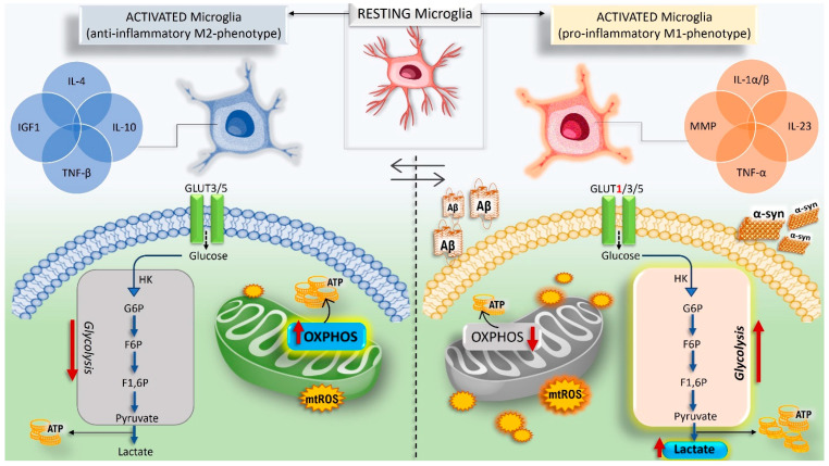 Schematic representation of microglial polarization, metabolic reprogramming, and immune responses under physiological and neuropathological conditions. In response to different environmental and cellular stresses, microglia promptly activate pro- or anti-inflammatory states to preserve tissue homeostasis. In addition to changes in morphology, phagocytosis capacity, and secretion of cytokines, activation of microglia results in changes in cellular energy demand. Under neuropathological conditions (e.g., Parkinson’s disease (PD) and Alzheimer’s disease (AD)), pro-inflammatory microglial activation (M1-like) requires metabolic shifts towards glucose uptake and glycolysis, with the consequent expression of glucose transporter 1 (GLUT1), as well as the production of lactate and reactive species. Conversely, under physiological and anti-inflammatory conditions, microglia (M2-like) mostly rely on oxidative phosphorylation.