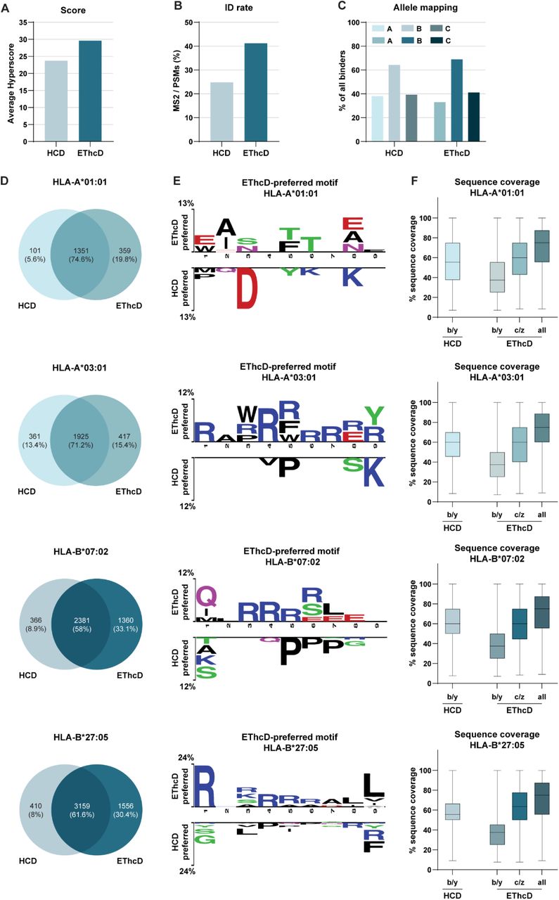 EThcD fragmentation extends the detectable immunopeptidome of the GR cell line.HCD and EThcD were compared for (A) the resulting spectral score (Hyperscore) and (B) ID rates for the GR immunopeptidome. (C) Identified predicted binders (NetMHCpan 4.1, <1% binding rank) were analyzed for the percentage (%) of binders to the HLA-A, -B, and –C-alleles. Plotted are the cumulative percentages of predicted binders to both of the A and B alleles. N.B. Identified predicted binders can be predicted to bind multiple HLA-alleles. (D) Venn diagrams of the overlap between HCD- and EThcD-identified unique peptides for HLA-A*01:01, -A*03:01, –B*07:02 and –B27*05. (E) Sequence motifs of over-represented amino acids in identified peptides. Motifs on the top are enriched in EThcD-preferred peptides, whereas motifs on the bottom are less identifiable in the EThcD-preferred peptides compared to sequences identified by HCD alone + those identified by both HCD and EThcD (i.e. ‘HCD-preferred’). Motifs were extracted with Two-Sample Logo (p<0.05) for HLA-A*02:01 and –B*07:02 predicted binders (<1% binding rank). The height of each symbol is proportional to the difference in relative frequencies. (F) Percentage (%) of sequence coverage of HCD (b/y ion series) and EThcD (b/y, c/z, or the combination of ion series) for HLA-A*01:01, -A*03:01, –B*07:02 and –B*27:05 predicted binders (<1% binding rank).