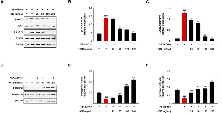 Western blot and bar graph analysis of protein expression levels. Panels A and D show bands for p-JAK1, JAK1, p-STAT6, STAT6, filaggrin, involucrin, and β-actin at varying HCIE concentrations. Panels B, C, E, and F display corresponding bar graphs depicting relative expression levels of p-JAK1/JAK1, p-STAT6/STAT6, filaggrin/β-actin, and involucrin/β-actin. TNF-α/IFN-γ treatment effects are indicated, with statistical significance marked by hash symbols and asterisks.