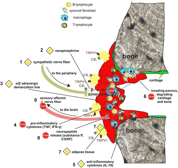 Possible effects of CB1 antagonism and fatty acid amid hydrolase (FAAH) inhibition on inflammation in the joint. During the course of arthritis, sympathetic nerve fibers are repelled from synovial tissue (1). Released norepinephrine (NE) (2) stimulates lipolysis, since concentrations are high enough to activate β-adrenergic receptors on adipocytes. Synovial tissue NE concentrations, however, are below the threshold for β-activation. Beyond the 'α/β demarcation line' (3), only pro-inflammatory α-adrenergic signaling is expected. Hypothetically, inflammation can be blocked in the following way. Firstly, CB1 antagonism shifts the α/β demarcation line (indicated by dotted arrow) due to enhanced release of NE and its co-transmitters. Secondly, concomitant FAAH inhibition increases local endocannabinoid/N-acylethanolamine concentrations, which enhance sprouting of sympathetic fibers back into synovial tissue. This is followed by a sequence of events: an increase in NE decreases the production of pro-inflammatory cytokines (4) and increases the production of anti-inflammatory cytokines (5). This would reduce cartilage and bone destruction (6). Lipolysis is increased under these conditions since CB1 antagonism leads to direct lipolytic effects on adipocytes (7), which are enhanced by β-adrenergic activation. In addition, TRPV1 activated by FAAH inhibition can also contribute to lipolysis (7). Although blockade of CB1 enhances TRPV1 sensitization on sensory nerves, this can be counteracted by TRPV1 desensitization through FAAH inhibition but also by reduction of pro-inflammatory cytokines that sensitize TRPV1 (8). Eventually, this can also lead to a reduction of afferent sensory nerve fiber signaling to the central nervous system (9). Direct anti-inflammatory effects of FAAH substrates and CB1 antagonists reduce cytokine levels in the joint (10). The STOP symbol indicates inhibition, the PRIORITY ROAD symbol indicates an enhancement of a given effect. CGRP, calcitonin gene-related peptide; IFN, interferon