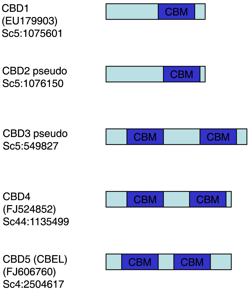 Identification of Phytophthora infestans genomic regions encoding the cellulose binding domain (Carbohydrate Binding Module 1) motif.The CBD2 and CBD3 gene regions have no corresponding ESTs.