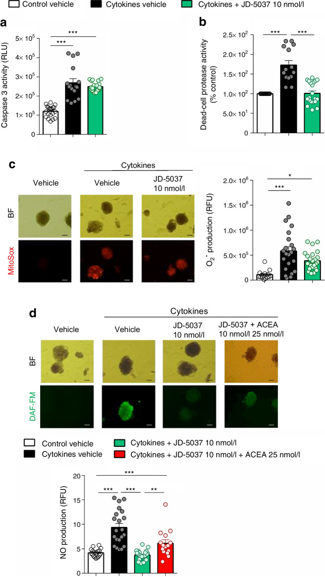JD-5037 prevents cytokine-induced cell death and nitric oxide (NO) production in human islets ex vivo. (a, b) Apoptosis and cell death were measured as caspase 3 activity (a) and dead-cell protease activity (b) in islets stimulated with or without cytokines and treated with vehicle or JD-5037. (c, d) Representative photomicrographs showing mitochondrial superoxide (O2−) (c) and cellular NO production (d) as stained with MitoSox (red) and DAF-FM (green), respectively, in islets stimulated with or without cytokines and treated with vehicle or JD-5037 alone or in combination with ACEA (25 nmol/l). Bright-field photomicrographs and fluorescence imaging of the same field are shown; the graph shows quantification of the relative fluorescence units for MitoSox or DAF-FM staining. Scale bar, 200 μm. Data are mean ± SEM and individual data points, n=3 donors; n=20–25 islets per group. *p<0.05, **p<0.01 and ***p<0.001 (by one-way ANOVA; Tukey post hoc test). BF, bright field; RFU, relative fluorescence units; RLU, relative light units