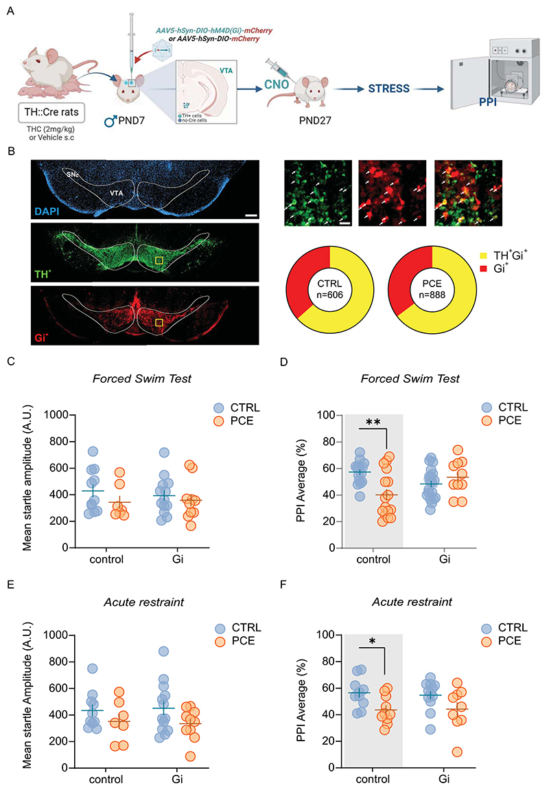 Maladaptive responses to acute stress are mediated by VTA dopaminergic activity.A) Schematic timeline of PCE treatment and behavioral experiments. TH:: Cre positive male offspring rats were bilaterally injected with AAV5-hSyn-DIO-hM4D(Gi)-mCherry or control virus (AAV5-hSyn-DIO-mCherry) in the VTA at PND7. After 3 weeks, male offspring were injected with clozapine N-Oxide (CNO), then after an acute stress rats were exposed to pre pulse inhibition test (PPI). CNO administration occurred 30 min before the PPI. B) Representative fluorescent images of Gi-mCherry and TH positive cells in coronal brain sections containing the VTA, counterstained for DAPI (left panel). Yellow square indicates one example of ROI used for cell count (left panel). Scale bar, 250 μM. High magnification of yellow ROI for labeling quantification in VTA (top right): arrows indicate cells double positive for TH (green) and Gi-mCherry (red). Scale bar, 25 μM. Pie charts showing the proportions of Gi-mCherry positive (red) and TH/Gi-mCherry positive cells (yellow) within sampled ROIs in CTRL and PCE animals (bottom right). C) Forced swim test (FST) does not affect the startle amplitude. Startle amplitude values are represented as arbitrary units (AU). (nrats = 7 PCE-control; 10 PCE-Gi; 11 CTRL- control; 13 CTRL-Gi). D) Gi-DREADD activation prevents FST-induced impairment of sensorimotor gating functions in PCE males (**p = 0.001 CTRL-control vs PCE-control-shaded gray area; Sidak’s test; nrats = 10 PCE-Gi; 16 CTRL- control and PCE-control; 21 CTRL-Gi). E) Effect of acute restraint stress (RS) in the startle amplitude after Gi-DREADD activation in PCE male offspring (nrats = 10 CTRL-control and PCE-Gi; 13 CTRL-Gi; 7 PCE-control). F) Gi-DREADD activation prevents PPI impairment exhibited by PCE males (*p = 0.04 CTRL-control vs PCE-control- shaded gray area; Sidak’s test; nrats = 9 PCE-Gi; 10 CTRL- control and PCE-control; 12 CTRL-Gi). Unless otherwise indicated, data are represented with scatter plots with mean and ± SEM. Figure created with BioRender.com.