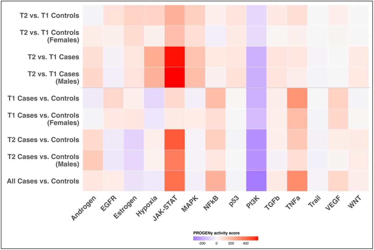 PROGENy pathway activity inference across fetal brain transcriptomes.Heat map shows inferred pathway activity scores for androgen, EGFR, estrogen, hypoxia, JAK-STAT, MAPK, NFκB, p53, PI3K, TGFβ, TNFα, Trail, VEGF, and WNT signaling. Warmer colors indicate increased inferred pathway activity, whereas cooler colors indicate decreased inferred pathway activity in the indicated comparison.
