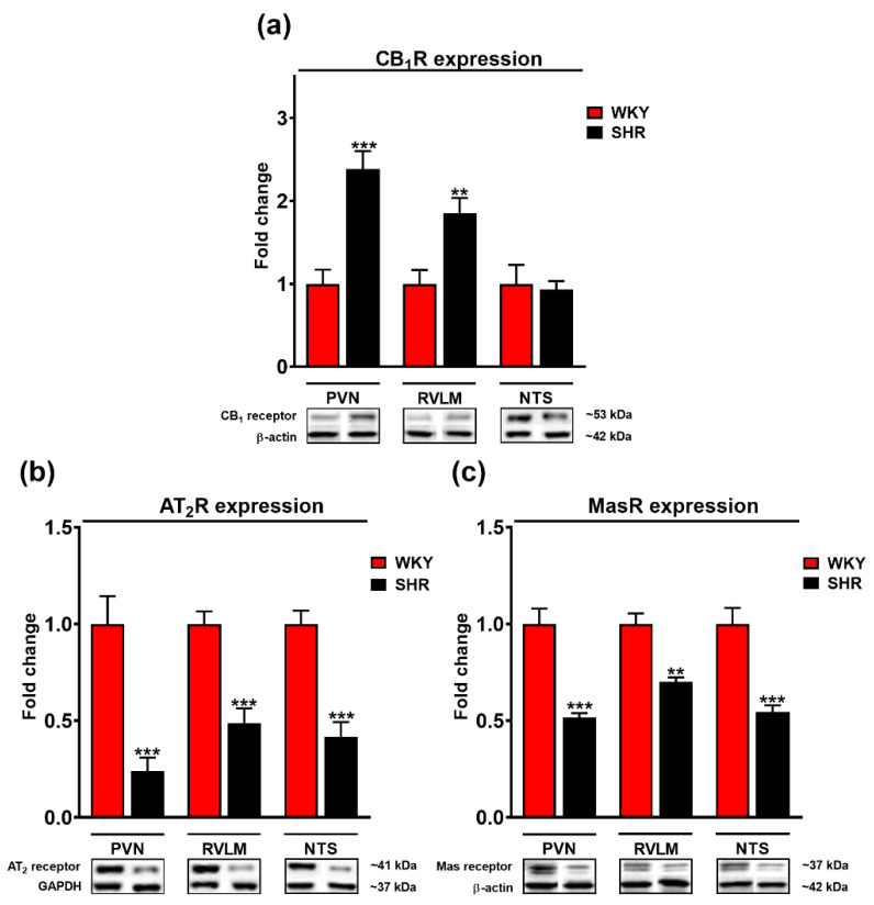 Fold change of cannabinoid CB1 (a), AT2 (b) and Mas (c) receptors and representative Western blots of the paraventricular nucleus of hypothalamus (PVN), rostral ventrolateral medulla (RVLM) and nucleus tractus solitarii (NTS) in Wistar Kyoto (WKY) and spontaneously hypertensive rats (SHR). β-actin or glyceraldehyde-3-phosphate dehydrogenase (GAPDH) served as loading control. Results presented as mean ± SEM (n = 6). ** p < 0.01, *** p < 0.001 compared to WKY. Uncropped Western blot images can be seen in Supplementary Materials, file Figure S1.