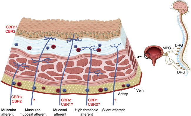 Potential targets of endocannabinoids on bladder sensory nerve endings. At least eight classes of bladder afferents within five major types can be distinguished in the lumbar splanchnic and sacral pelvic neural pathways. These include low-threshold non-encoding and encodings muscular afferents, muscular-mucosal afferents, high- and low-responding mucosal afferents (largely in the lumbosacral DRG innervating evenly all areas of the bladder) and high-threshold muscular and vascular afferents and mechano-insensitive silent afferents (predominantly in the thoracolumbar DRG innervating the base of the bladder) (Xu and Gebhart, 2008; de Groat et al., 2015; Guo et al., 2020). Only five types of bladder afferents illustrated at the figure. These classes/types of afferents have receptive fields with specific structures and locations within the bladder wall and possess specific combinations of ion channels and receptors which regulate their excitability (Zagorodnyuk et al., 2010; Merrill et al., 2016; Grundy et al., 2019a). Both low- and high-threshold afferents may undergo sensitisation as a result of bladder inflammation and thus transmit nociceptive information (Roppolo et al., 2005; Walczak and Cervero, 2011; Yoshimura et al., 2014; Zagorodnyuk et al., 2019). Pelvic low-threshold non-encoding muscular and muscular-mucosal afferents signal mechanical information about micturition and non-painful sensation from the bladder. Low-threshold encoding afferents, high-threshold muscular and vascular afferents, mucosal high-responding and silent afferents probably all detect noxious mechanical and chemical stimuli. These then contribute to pathological states, which result in lower urinary tract symptoms. Potential targets of endocannabinoids in the bladder include CBR1 on the high threshold stretch-sensitive afferents (Walczak and Cervero, 2011); CBR1/CBR2 on the low-threshold distension-sensitive afferents (Aizawa et al., 2014) and CBR2 on the mucosal high-responding afferents (Christie and Zagorodnyuk, 2021). More functional studies are imperative to fully characterise CBR types and their intracellular transduction mechanisms in different classes of bladder afferents.