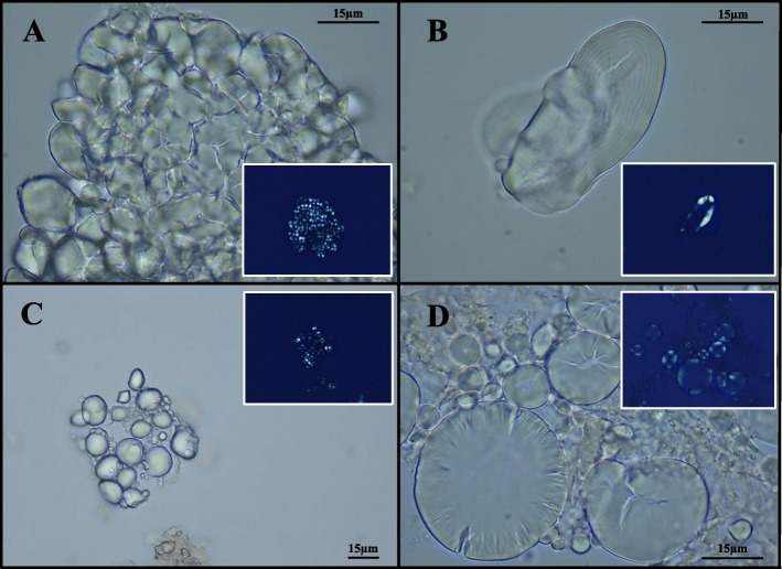 Ancient starch granules at optic microscopy. Representative images of starches found in dental calculus samples: aggregate of Sorghum sp. starch grains and relative polarized image (a); starch grain of Fabaceae and relative polarized image (b); aggregates of Triticeae starch grains and relative polarized images (c and d)