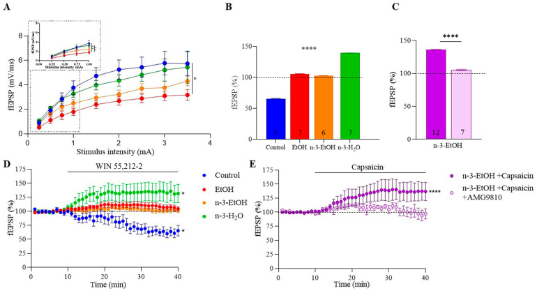 Omega-3 supplementation ameliorates the EtOH impact on the excitatory MPP synaptic transmission. (A) Input–output curves showing mean fEPSP areas (mV/ms) plotted against stimulation intensities in hippocampi of control (n = 13), EtOH (n = 17), n-3-EtOH (n = 20), and n-3-H2O (n = 21) mice (EtOH vs. control p = 0.0284). (B) Summary bar graphs of the WIN 55-212-2 effect (5 µM) on fEPSPs in control, EtOH, n-3-EtOH and n-3-H2O mice (EtOH vs. control p < 0.0001; n-3-EtOH vs. control p < 0.0001; n-3-H2O vs. control p < 0.0001; n-3-H2O vs. EtOH p < 0.0001; n-3-H2O vs. n-3-EtOH p < 0.0001). (C) Summary bar graphs for n-3-EtOH + capsaicin (1 µM) and n-3-EtOH + capsaicin (1 µM) + AMG9810 (3 µM) (n-3-EtOH+capsaicin+AMG9810 vs. n-3-EtOH+capsaicin p < 0.0001). (D) Time-course plot of the WIN 55,212-2 effect on fEPSPs in control (response vs. baseline p = 0.0373), EtOH, n-3-EtOH and n-3-H2O mice (response vs. baseline p = 0.0361). (E) Time-course plot of the capsaicin effect (1 µM) and AMG9810 (3 µM) on fEPSPs in n-3-EtOH (n-3-EtOH+capsaicin response vs. baseline p < 0.0001). Numbers in the bars are individual experiments. All data are presented as mean ± SEM and analyzed using two-way ANOVA and Tukey’s multiple comparison test (A,B), unpaired t-test (C) or paired t-test (D,E). Significant differences: * p < 0.05; ** p < 0.01,**** p < 0.0001.