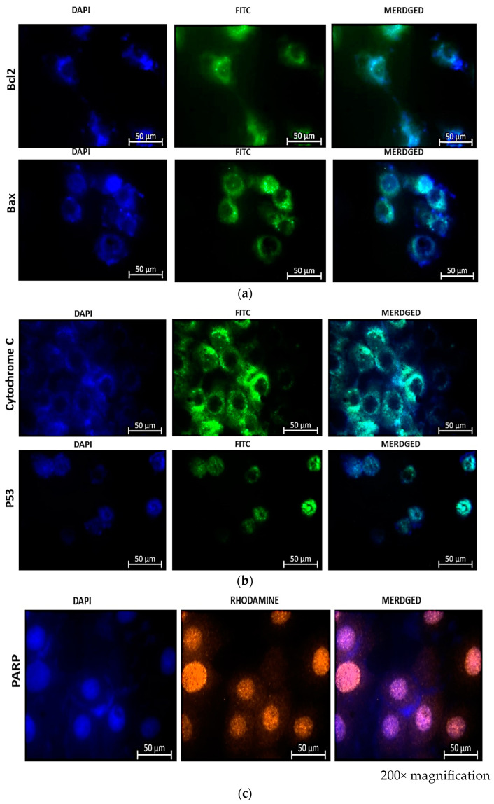 Immunofluorescence microscopy of MCF-7 cells reveals the presence of apoptotic proteins Bax and Bcl-2 (a), Cytochrome c and p53 (b), and PARP-1 (c) in combination therapy with CBD and Hypericin-AuNP. Twelve hours after combination therapy, cells were stained with FITC (green) and nuclei were counterstained with DAPI (blue).