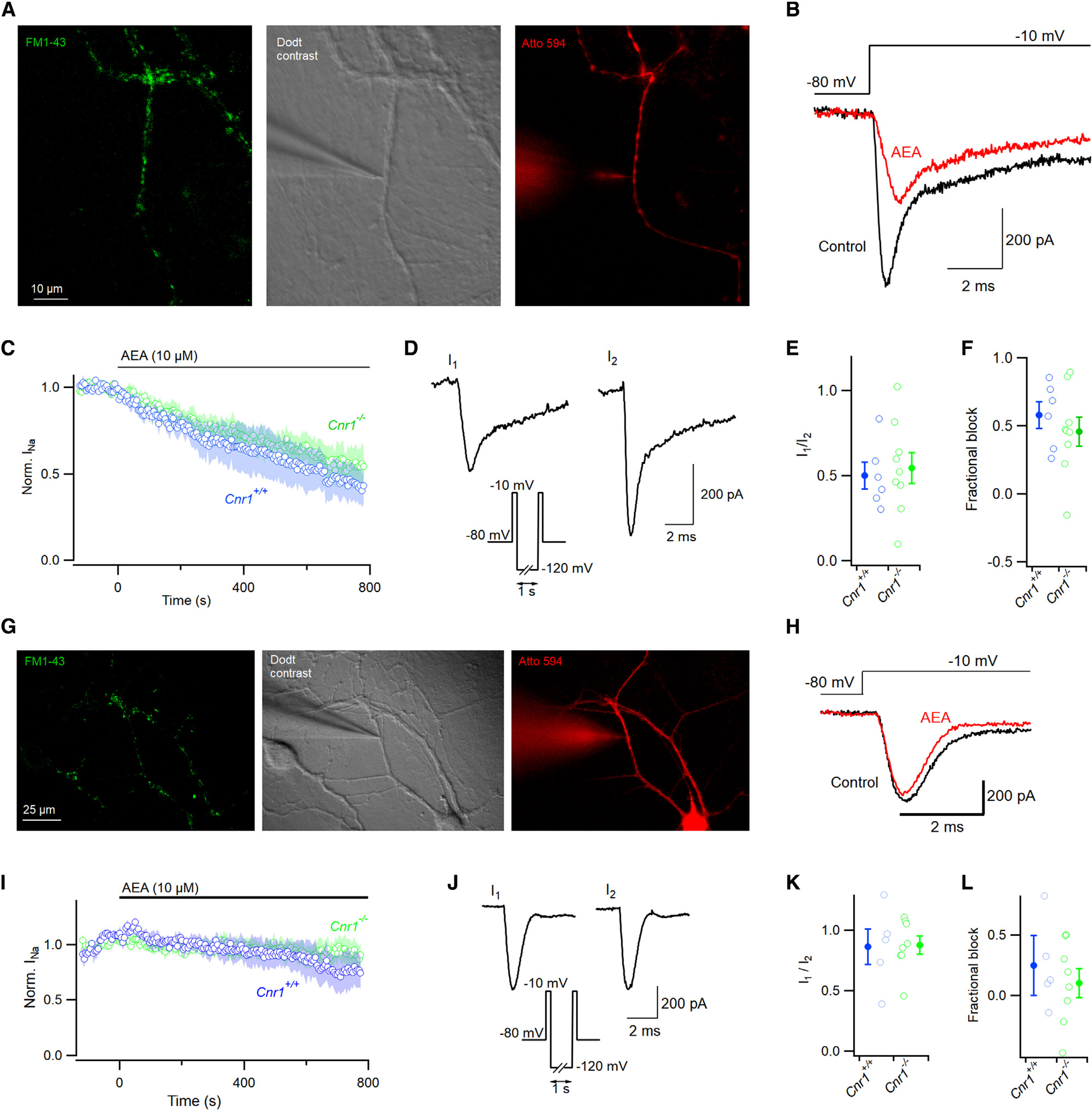 AEA inhibition of VGSC at processes is not mediated by CB1(A) Photomicrograph of neocortical boutons. Boutons were identified via extracelluar FM1-43 (2 μM, green), patch-clamped under Dodt contrast (gray), and confirmed by inclusion of Atto 594 in the recording pipette (2 μM, red).(B) Voltage protocol and representative terminal VGSC current traces before (red) and 800 s after (black) bath application of AEA. Currents were elicited with a voltage step from −80 to −10 mV.(C) Response of normalized VGSC currents to AEA in Cnr1+/+ (blue, n=6) and Cnr1−/− neurons (green, n=9).(D) Double-pulse voltage protocol (inset and Figure 2A) facilitated recovery of VGSC currents after block by AEA.(E) Ratio of VGSC amplitude (I1/I2) from double-pulse protocol after 800 s of AEA perfusion in Cnr1+/+ and Cnr1−/− boutons.(F) Fractional block at 800 s following exposure to AEA in Cnr1+/+ and Cnr1−/− neurons, 0.58 vs. 0.46 respectively, p=0.52. Shaded area represents mean ± SEM.(G) Photomicrograph of neocortical dendrites. Boutons visualized via extracelluar FM1-43 (2 μM, green), dendrites identified by Dodt contrast (gray) and confirmed using Atto 594 (red).(H) Voltage protocol and representative dendritic VGSC traces before (red) and 800 s after (black) perfusion of AEA.(I) Time course of normalized VGSC current amplitude before and during perfusion of AEA in wild-type (blue, n=5) and Cnr1−/− neurons (green, n=9).(J) Dendritic currents activated using protocol as for (D).(K) I1/I2 after AEA application in Cnr1+/+ and Cnr1−/− in dendrites.(L) Fractional block of normalized dendritic VGSC current at 800 s by AEA in Cnr1+/+ and Cnr1−/− neurons, 0.24 vs. 0.10, respectively.Error bars represent ± SEM in (E), (F), (K), and (L), and shading represents ± SEM in (C) and (I).