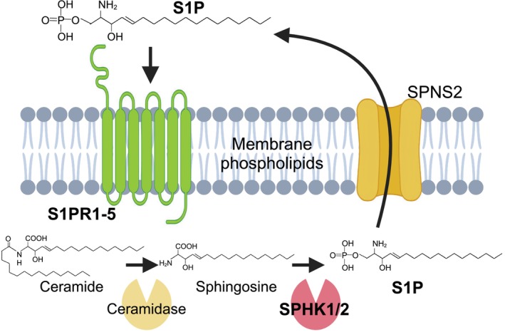 Sphingolipid pathway. Sphingosine is synthesized by cleavage of a fatty acid from ceramide, and then phosphorylated by sphingosine kinase 1/2 (SPHK1/2) to produce S1P. S1P is transported by spinster homolog 2 (SPNS2) and then activates GPCRs called S1PR1‐5. The image was prepared by Biorender.com.