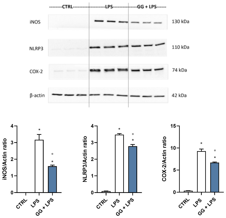 Protein expression of iNOS, NLRP3, and COX-2 in BV-2 cells exposed to GG EO before the activation with LPS. BV-2 cells were pretreated with 5 × 10−3 µL/mL Gorilla Glue (GG) EO for 2 h before the addition of 100 ng/mL LPS for a further 24 h. Immunoblotting was performed using anti-iNOS, anti-NLRP3, and anti-COX-2 specific antibodies. Each bar represents means ± SEM of three independent experiments. Data were analyzed by one-way ANOVA followed by Bonferroni’s test. * p < 0.05 with respect to CTRL; ° p < 0.05 with respect to LPS.