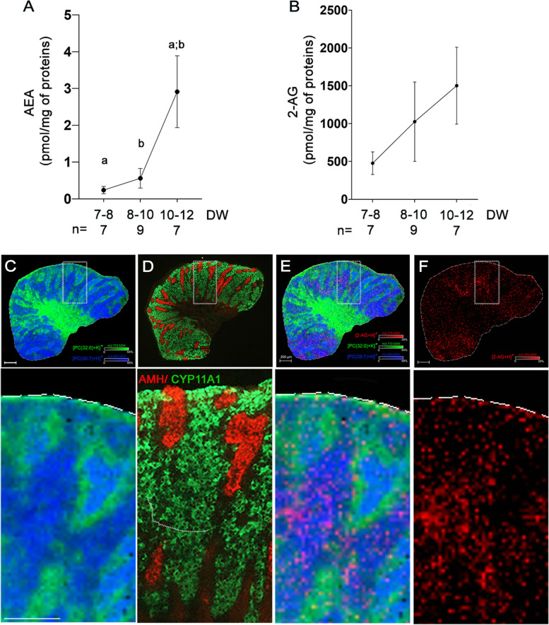 Endocannabinoid synthesis in human fetal testis. AEA (A) and 2-AG (B) concentrations measured by mass spectrometry in human fetal testes at 7–8 DW (n = 7), 8–10 DW (n = 9), and 10–12 DW (n = 7). Data in pmol per mg of proteins in the tissue are presented as mean + / − SEM. ANOVA test was performed followed by Kruskal–Wallis test for pair comparisons (a and b: p < 0.01). (C) MALDI images showing the distribution of two prototypic lipids in the fetal testis: [PC(32:0) + K]+ (m/z 772.5254 in green) in testis cords, surrounding cells, and tunica albuginea; [PC(38:7) + H]+ (m/z 804.5531 in dark blue) in interstitial tissue and cords in 11 DW testis. Lateral resolution = 10 µm, m/z window = 3 ppm, scale bars = 200 µm. PC = phosphatidylcholine. (D) Immunohistochemistry on adjacent testis sections using Leydig cell marker CYP11A1 (green) and Sertoli cell marker AMH (red) antibodies. Detection of 2-AG (m/z 379.2582 in red) (E) merged with [PC(38:7) + H]+ and [PC(32:0) + K]+ or (F) alone. Scale bar = 200 µm