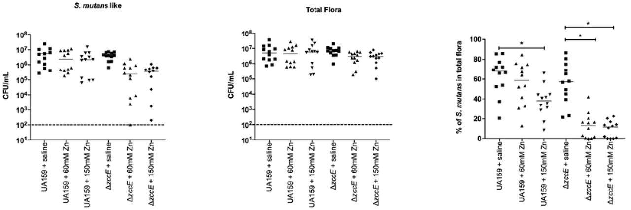 Colonization efficiency of S. mutans UA159 or ΔzccE on the teeth of rats after topical treatment with Zn. (A-B) Bacterial CFU recovered from rat jaws by plating on (A) MS agar for S. mutans and (B) blood agar for total flora. (C) Percentage of S. mutans colonies were calculated by dividing the values shown in (B) by those shown in (A). The dashed line indicates the limit of detection. One-way ANOVA was used to determine significance. A p value of <0.05 was considered significant (*).