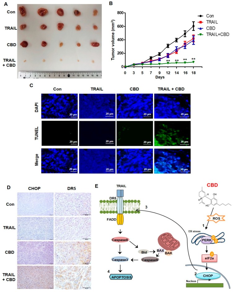 Combined antitumor effects of cannabidiol and TRAIL on colorectal cancer in vivo (A,B) DLD-1 cells were inoculated into nude mice (n = 5 per group) at 3 × 106 per mouse subcutaneously. Mice (n = 5) received 4 ng/kg TRAIL and 10 mg/kg cannabidiol either alone or in combination at day 30 after tumor implantation. Representative tumors of each group are shown. (C) TUNEL staining of paraffin-embedded tumors. (D) IHC staining for CHOP and DR5 in paraffin-embedded tumors. Scale bar 50 µm. (E) Proposed mechanism of cannabidiol activity. CBD, cannabidiol. ** p < 0.01.