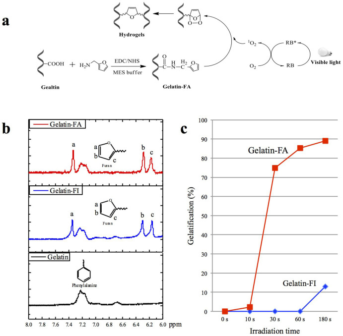 Properties of modified gelatin.(a) Synthetic scheme of modified gelatin and the cross-linking mechanism. (b) 1H-NMR spectra of gelatin in D2O before and after modification. (c) Time course of gel formation of furfuryl-conjugated gelatin (gelatin-FA and gelatin-FI, each 10%) with Rose Bengal (0.5%) after visible light illumination.