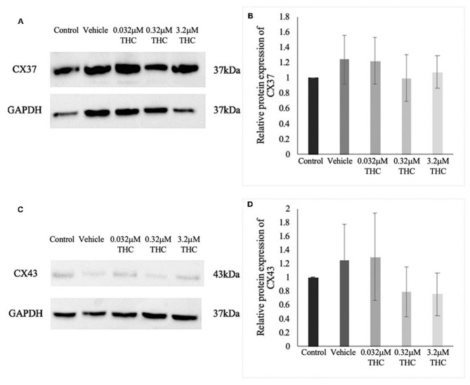 Expression of connexin protein in cumulus-oocyte complexes (COCs). (A) Western blot image of connexin 37 (CX37) and the corresponding GAPDH as the loading control. (B) Densitometric analysis of CX37 protein expression relative to GAPDH. (C) Western blot image of connexin 43 (CX43) and corresponding GAPDH. (D) Densitometric analysis of CX43 and relative GAPDH protein. Proteins were extracted from groups of 40 COCs after 22 h of maturation in one of the five treatment groups. Six biological replicates for CX37 and 3 biological replicates for CX43 were analyzed. Bars represent mean ± SEM.