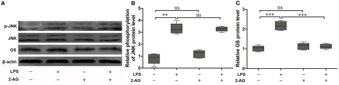 2-Arachidonoylglycerol (2-AG) suppressed the upregulation of expression of GS but had no effect on phosphorylation of JNK induced by exposure to LPS in astrocytes. Astrocytes were pretreated with 0.01 μM 2-AG for 2 h and exposed to 1 μg/ml LPS for 1 h. The protein levels of GS (A,B) and p-JNK (A,C) were measured using Western blotting. Error bars were ± SEM. n = 3. **p < 0.01, and ***p < 0.001. ns, not significant.