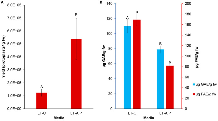 Comparison of LT-C and LT-AIP media with respect to protoplast yield and phenolic accumulation in callus tissues. (A) Protoplast yield from callus cultures grown on LT-C and LT-AIP media pooled from both 1- and 2-week subculture frequencies (n = 20). ANOVA revealed significant media effects (p = 0.0305). Yield reported as protoplasts/gram fresh callus weight (fw). Bars sharing the same letter were not significantly different at p ≤ 0.05 as determined by a Tukey-Kramer multiple comparisons test. Error bars represent standard error of the mean. (B) F-C assay (blue) and browning assay (red) averages compared between media types. Total soluble phenolics (µg of GAE—gallic acid equivalents) and tissue browning (µg of FAE—ferulic acid equivalents) at an optical density of 340 nm (OD340) in callus cultures on AIP-free (LT-C) and AIP-containing media (LT-AIP) pooled from both subculture frequency groups (n = 18). Error bars indicate standard error of the mean phenolic concentration for each media treatment, quantified in GAE or FAE. Bars sharing the same letter and case were not significantly different at p ≤ 0.05 as determined by a Tukey-Kramer multiple comparisons test.