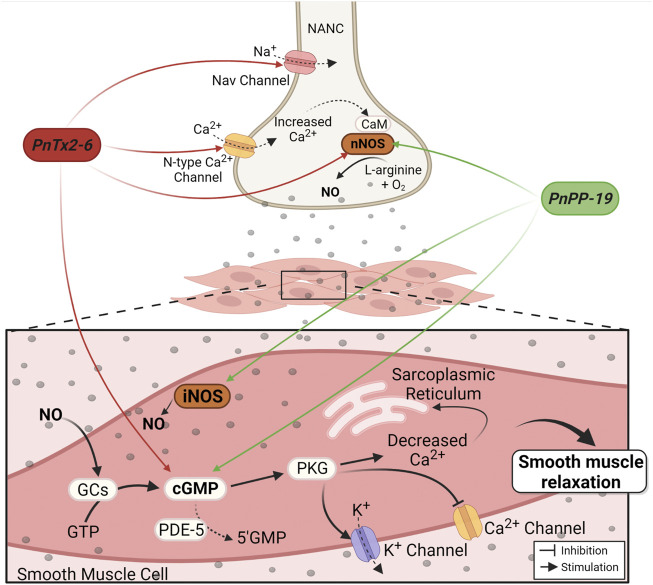 Mechanism of PnTx2-6 toxin and PnPP-19 peptide in the corpus cavernosum. Red arrows indicate PnTx2-6 actions and green arrows indicate PnPP-19 actions. The neuronal depolarization caused by PnTx2-6 (by delay Na+ channel inactivation current) leads to the opening of N-type Ca2+ channels, increasing its influx. Increase in intracellular Ca2+ triggers the NO production and availability. NO production stimulates guanylate cyclase enzyme (GCs), rising cGMP, which stimulates PKG resulting in blockade of Cavs channels and opening of Kvs channels. The aftermath is decreased Ca2+ inside the smooth muscle cell leading to relaxation and penile erection. Also, PnTx2-6 does not inhibit the action of the enzyme PDE-5. PnPP-19 (green arrows) increases NO and cGMP via nNOS and iNOS activation. PnPP-19 promotes CC relaxation without acting on voltage-dependent Na+ channels, neither N-type Ca2+ channels, and as PnTx2-6 it does not inhibit the action of PDE-5 or exerts an effect on Ach. Abbreviations: PKG, protein kinase G; GTP, guanosine triphosphate; nNOS, neuronal nitric oxide synthase; iNOS, induced nitric oxide synthase; CaM, calmodulin; NANC, nitrergic nerves; PDE-5, phosphodiesterase-5 enzyme; cGMP, cyclic guanosine monophosphate; NO, nitric oxide; GCs, soluble Guanylate cyclase. Created with BioRender.com.