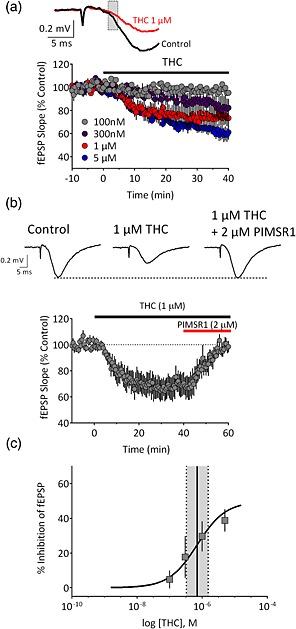 Concentration‐dependent inhibition of hippocampal glutamate release by Δ9‐tetrahydrocannabinol (THC). (a) Time course of the inhibition of the initial slope of fEPSPs (indicated by shaded box in upper traces) by Δ9‐THC across concentrations, applied at the time indicated by the horizontal bar. (b) Upper, representative averaged traces (n = 5–7 sweeps) demonstrating the effect of Δ9‐THC and reversal of its effects by the neutral CB1 antagonist PIMSR1. Lower, summary time course of recordings (n = 7 recordings) demonstrating the reversal of Δ9‐THC effects by PIMSR1. (c) Concentration–response curve for Δ9‐THC (n = 6–7 slices per concentration). The EC50 (solid line) was calculated to be 707 nM. Dashed lines indicate the 95% confidence interval. [Colour figure can be viewed at http://wileyonlinelibrary.com]