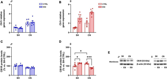Effect of early social isolation (ESI) and different housing conditions on CB1R gene and protein expression in the PFC of adolescent male (A,C) and female (B,D) rats. Gene expression data (A,B) represent 2–ΔΔCt values calculated by the ΔΔCt method and are expressed as mean ± SEM (n = 5–6/group; 1 outlier in CN-CTRL females). Protein levels (C,D) are shown in the cortical membrane fraction. Data are expressed as percentages of SH-CTRL male and female rats, respectively. Histograms represent the mean ± SEM (n = 6/group). Data were analyzed by two-way ANOVA followed by Tukey’s multiple comparisons test (*p < 0.05, ***p < 0.001). Representative immunoblots for CB1R protein levels (53 kDa) and β-Actin (43 kDa) are shown in panel (E).