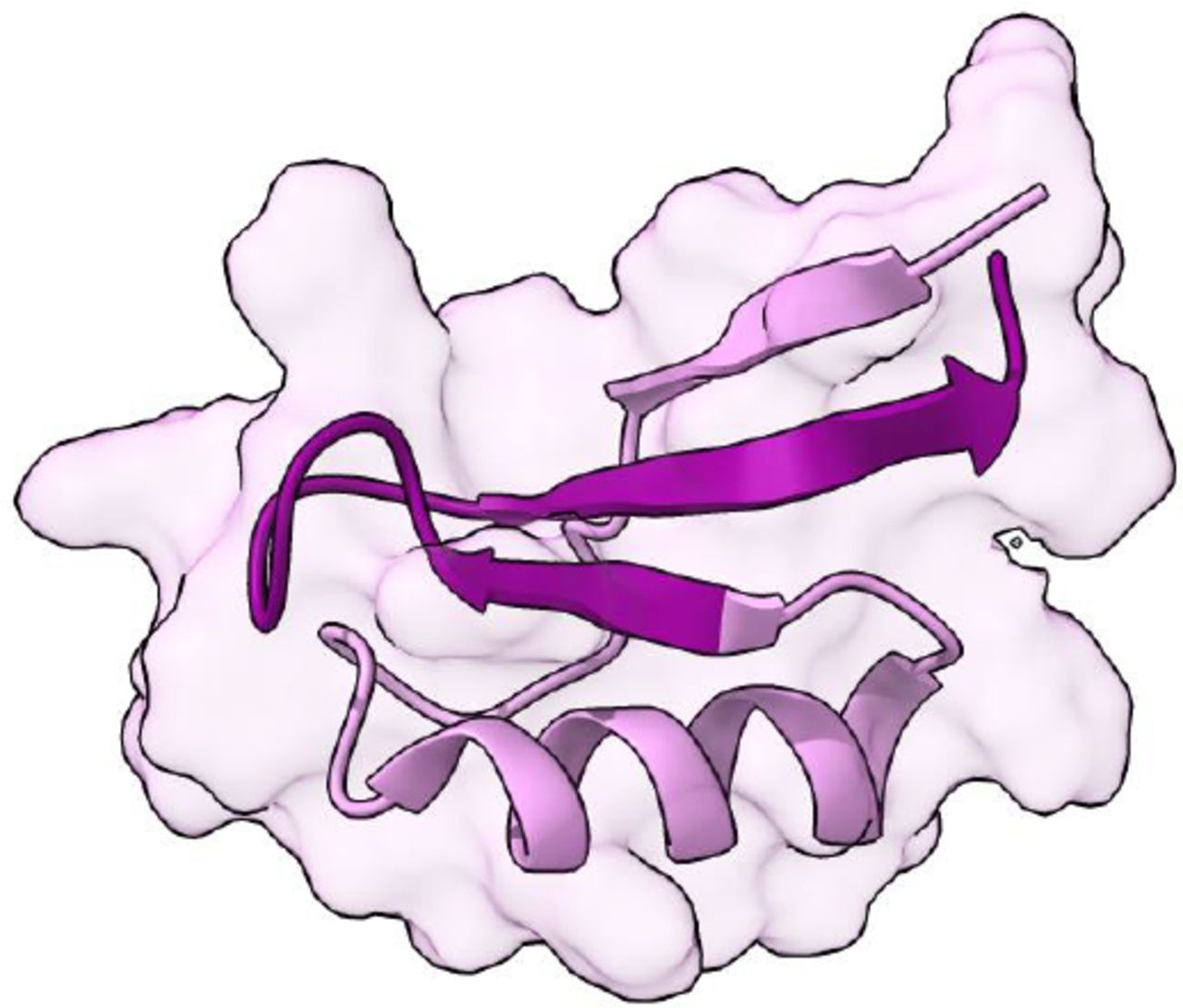Structure of MtDef4 (PDB: 2LR3) 33.The protein’s structure comprises 47 amino acids with a molecular weight of 5.3 kDa. The sixteen residues of the C-terminus tail GRCRGFRRRCFCTTHC (color-coded in dark purple) play a significant role in MtDef4’s function and cellular penetration.