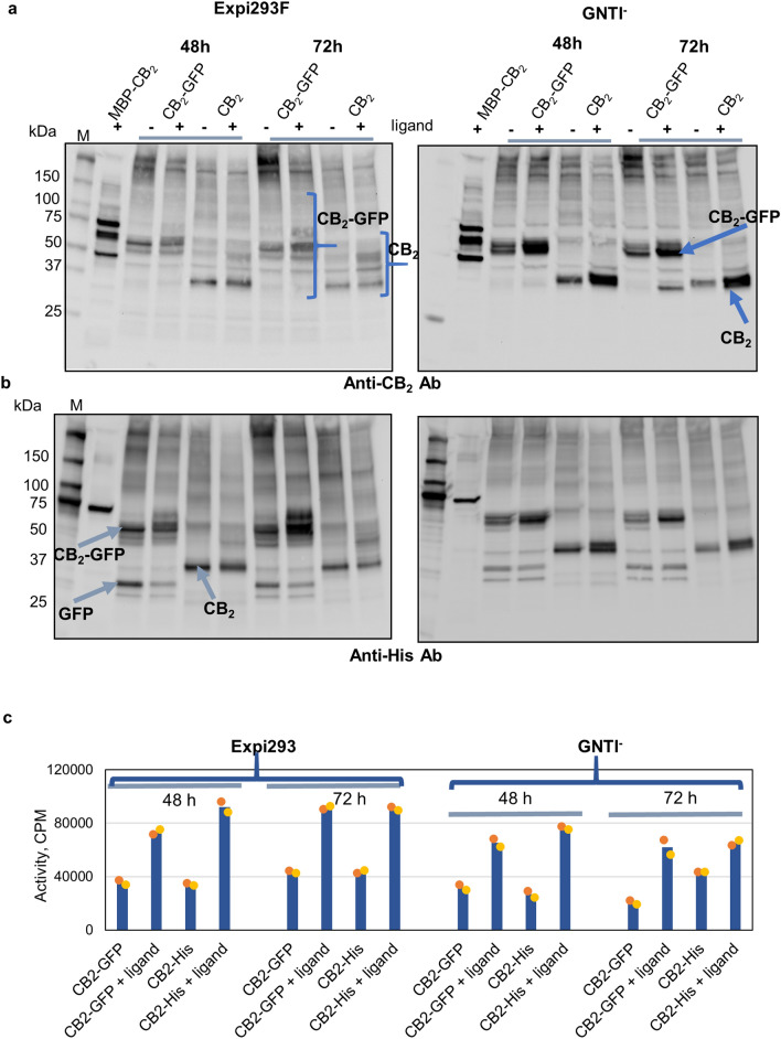 Optimization of expression of CB2 in Expi293F and Expi293F GNTI− cells. Cells were collected at 48- and 72-h post-transfection, and membrane preparations obtained as described in “Methods”. (a) Western blot detection with anti-CB2 antibody and (b) with anti-His-tag antibody. 20 μg of membrane protein per lane. (c) activity of CB2 in membranes measured by G protein activation assay, 2 μg protein per reaction. Bars represent an average of two independent measurements with individual data points shown by dots.