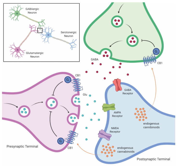 Cannabinoid-mediated impact on monoamine signaling in the brain. Cannabinoid-mediated stimulation of CB1 receptors on monoaminergic neurons leads to delayed transport of monoamines to the synapse, decreasing monoamines in the synapse. Abbreviations: GABA, gamma aminobutyric acid; Glu, glutamate; AMPA, α-amino-3-hydroxy-5-methyl-4-isoxazolepropionic acid; NMDA, N-methyl-D-aspartate; CB1, cannabinoid-1 receptor.