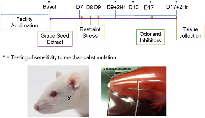 Timeline and experimental design. Dietary supplementation of GSE was initiated one week prior to restraint stress and was continued for the duration of the study. Restraint stress was performed on 3 consecutive days (D7–9) prior to injection of cannabinoid receptor inhibitors and exposure to pungent odor on day 17. Behavioral von Frey assessments were conducted on day 0 (Basal), on day 9 two hours (D9 + 2Hr) and 24 h (D10) after restraint stress, on day 17 prior to injection of inhibitors and/or odor exposure (D17), and at 2 h post exposure to the pungent odor. Tissues used for immunohistochemistry were collected after the final behavioral assessment. The location of von Frey testing in the cutaneous region over the masseter muscle is shown in the images of a rat outside the holding device (left panel; X marking) and a rat within the device (right panel; filament shown).