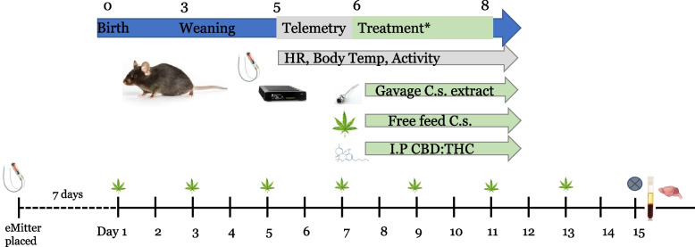 Schematic of experimental design. Following placement of telemetry devices in a subset of animals, mice were dosed every other day during the treatment phase (2 weeks). Dosing was conducted via gavage of a crude Cannabis extract, free feeding of whole Cannabis, or intraperitoneal injection (i.p.) of purified CBD/THC. Plasma and tissue were collected at study end