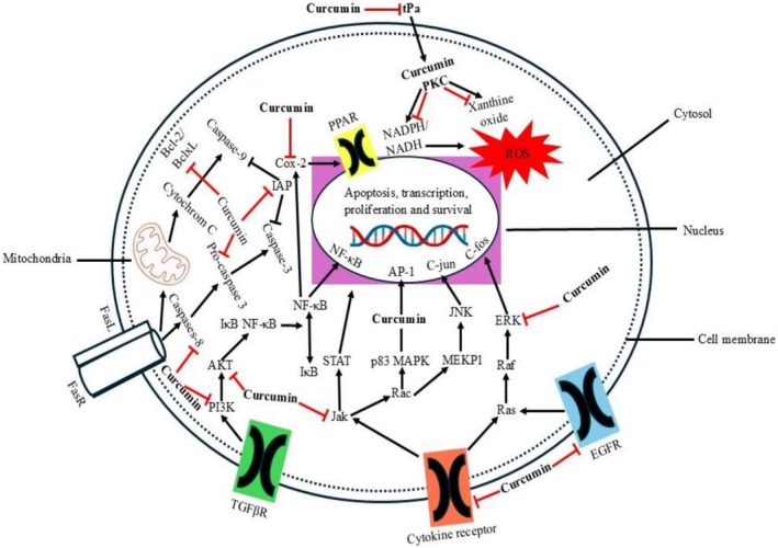 Molecular mechanisms (apoptosis, transcription, proliferation, and survival) against cancer.