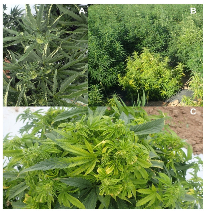 Symptoms of virus/viroid mixed infections on field-grown hemp plants sampled in this study. (A) Curling and twisting of upper leaves on infected plants. (B) Stunting and yellowing of infected plant. (C) Chlorosis, twisting, and mosaic on infected leaves. (Photo credit: Whitney Cranshaw.) The symptoms likely reflect combinations of viruses due to mixed infections in these affected plants.